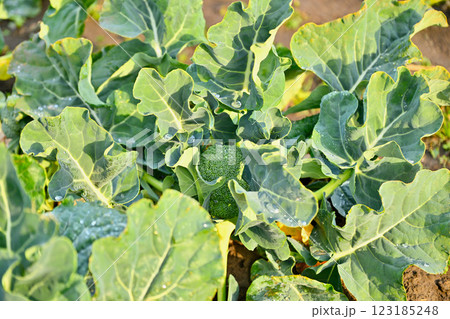 家庭菜園、畑の農産物のブロッコリー。 123185248