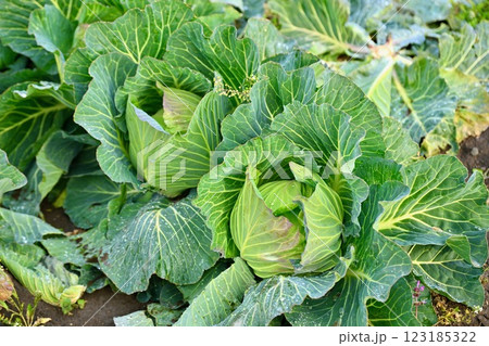 農作物、家庭菜園、畑の野菜、キャベツ。 123185322