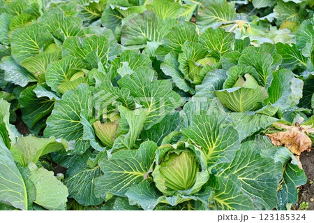 農作物、家庭菜園、畑の野菜、キャベツ。 123185324