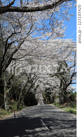 青空に映える満開の桜　北山公園 123185420