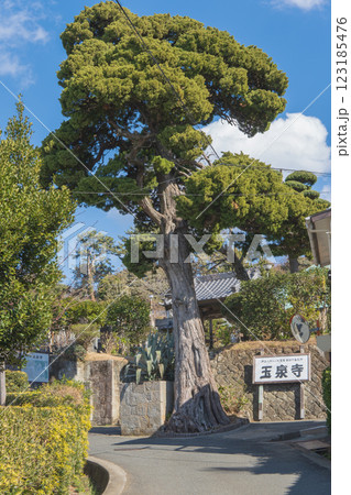 静岡県：初代米国領事館の玉泉寺／入り口にそびえる大木【国指定史跡】下田市 123185476