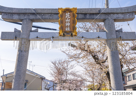 京都山科 花山稲荷神社 桜と参道鳥居 京都山科 花山稲荷神社 桜と参道鳥居 123185804