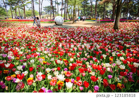 チューリップのある公園 123185818