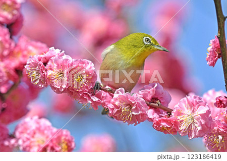 満開の紅梅にメジロさん （ 春イメージ ）（ ほのぼのイメージ ） 123186419