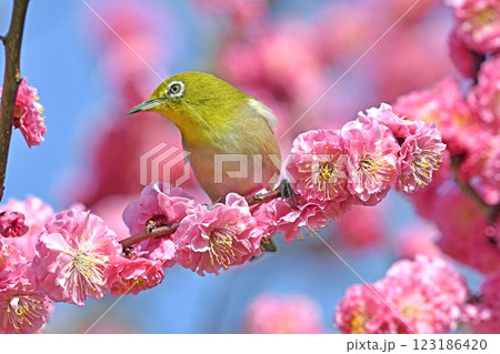満開の紅梅にメジロさん （ 春イメージ ）（ ほのぼのイメージ ） 123186420
