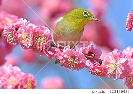 満開の紅梅にメジロさん （ 春イメージ ）（ ほのぼのイメージ ） 123186423