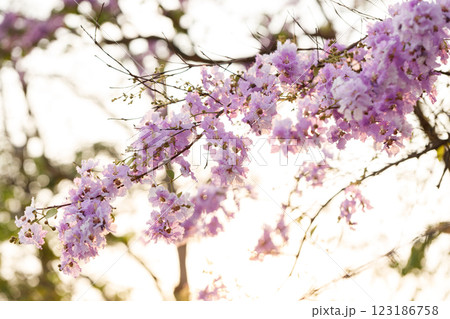 Queen's Flower or Inthanin flower in Thailand, Queen,s crape myrtle, Pride of India, Jarul, banaba plant, Lagerstroemia speciosa, cheerful blooming in park. 123186758