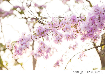Queen's Flower or Inthanin flower in Thailand, Queen,s crape myrtle, Pride of India, Jarul, banaba plant, Lagerstroemia speciosa, cheerful blooming in park. 123186759