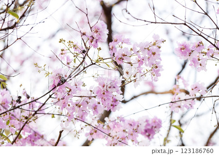 Queen's Flower or Inthanin flower in Thailand, Queen,s crape myrtle, Pride of India, Jarul, banaba plant, Lagerstroemia speciosa, cheerful blooming in park. 123186760