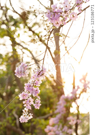 Queen's Flower or Inthanin flower in Thailand, Queen,s crape myrtle, Pride of India, Jarul, banaba plant, Lagerstroemia speciosa, cheerful blooming in park. 123186771