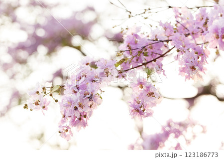 Queen's Flower or Inthanin flower in Thailand, Queen,s crape myrtle, Pride of India, Jarul, banaba plant, Lagerstroemia speciosa, cheerful blooming in park. 123186773