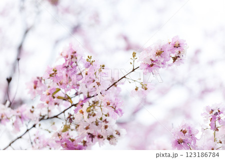 Queen's Flower or Inthanin flower in Thailand, Queen,s crape myrtle, Pride of India, Jarul, banaba plant, Lagerstroemia speciosa, cheerful blooming in park. Queen's Flower or Inthanin flower in Thailand, Queen,s crape myrtle, Pride of India, Jarul, banaba plant, Lagerstroemia speciosa, cheerful blooming in park. 123186784