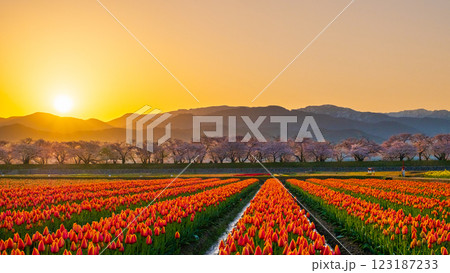 あさひ舟川（春・夜明け） 123187233