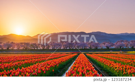 あさひ舟川（春・夜明け） 123187234