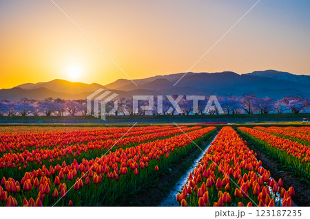 あさひ舟川（春・夜明け） 123187235