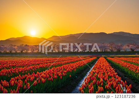 あさひ舟川（春・夜明け） 123187236