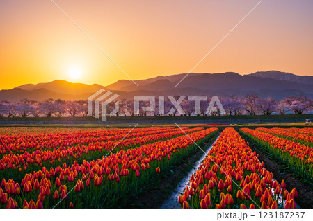 あさひ舟川（春・夜明け） 123187237