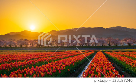 あさひ舟川（春・夜明け） 123187240