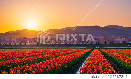 あさひ舟川(春・夜明け) あさひ舟川(春・夜明け) 123187241