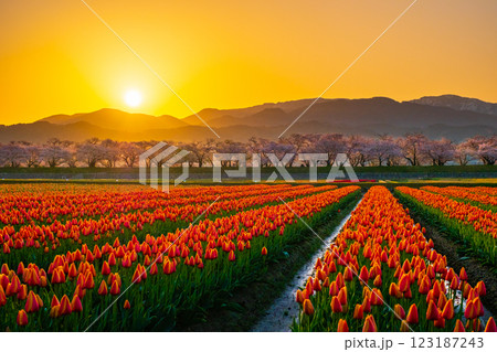 あさひ舟川（春・夜明け） 123187243