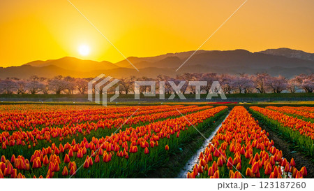 あさひ舟川（春・夜明け） 123187260