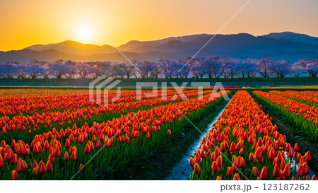 あさひ舟川(春・夜明け) あさひ舟川(春・夜明け) 123187262