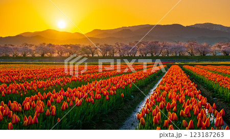 あさひ舟川(春・夜明け) あさひ舟川(春・夜明け) 123187263