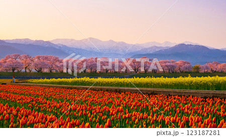 あさひ舟川・春の四重奏 123187281