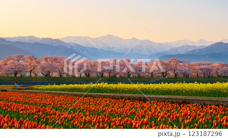 あさひ舟川・春の四重奏 123187296