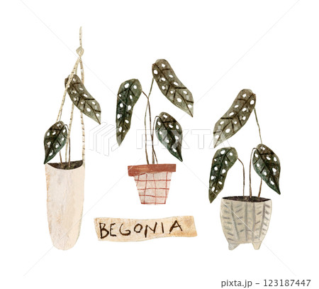 House plants in flowerpot watercolor set, collection of potted plant, cute flower plant illustration hand drawn in mixed media 123187447