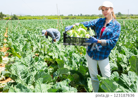 Female farmer with box of ripe cauliflower on plantation Female farmer with box of ripe cauliflower on plantation 123187636