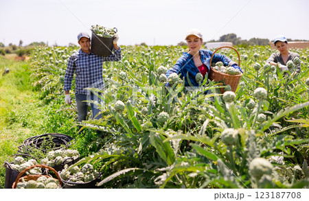 Workers gathering artichokes on plantation Workers gathering artichokes on plantation 123187708