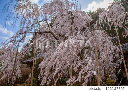 奈良 大野寺の枝垂れ桜 奈良 大野寺の枝垂れ桜 123187805