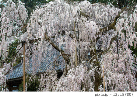 奈良 大野寺の枝垂れ桜 奈良 大野寺の枝垂れ桜 123187807
