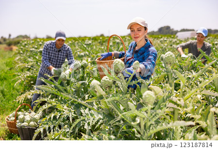 Caucasian woman plantation worker picking artichokes on vegetable field 123187814
