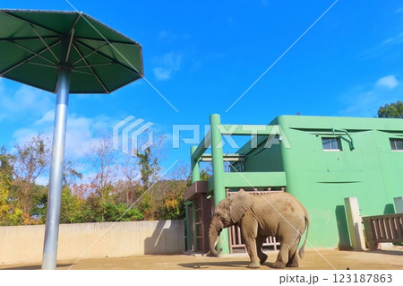 【広島県】広島市安佐動物公園のマルミミゾウ 123187863