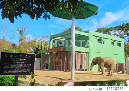 【広島県】広島市安佐動物公園のマルミミゾウ 【広島県】広島市安佐動物公園のマルミミゾウ 123187864