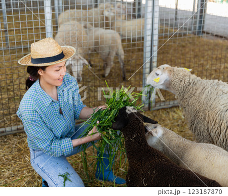 Hardworking kazakh woman feeds alpacas with fresh grass Hardworking kazakh woman feeds alpacas with fresh grass 123187870