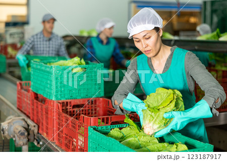 Female employee packing lettuce into boxes at sorting factory 123187917