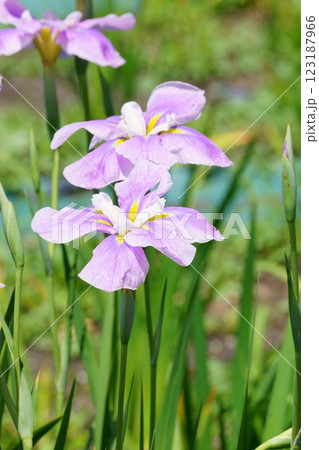 薄紫の花菖蒲 123187966