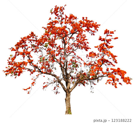 tree with orange bloom flower, removed original background tree with orange bloom flower, removed original background 123188222