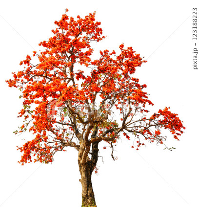 tree with orange bloom flower, removed original background tree with orange bloom flower, removed original background 123188223