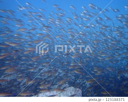 青い海を泳ぐクロホシイシモチの群れ 青い海を泳ぐクロホシイシモチの群れ 123188371