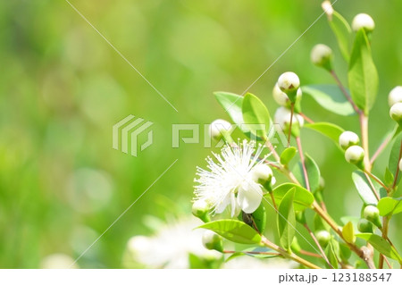 可憐なギンバイカの白い花 可憐なギンバイカの白い花 123188547
