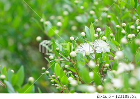 白い花 ギンバイカの花 白い花 ギンバイカの花 123188555