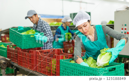 Female worker sorting and preparing lettuce for packaging at factory, workers on background Female worker sorting and preparing lettuce for packaging at factory, workers on background 123188849