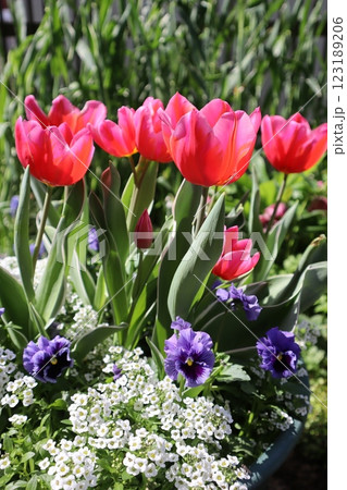 赤いチューリップの寄せ植え 123189206