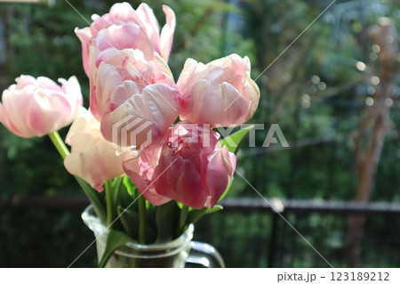 花瓶に生けた庭の八重咲きチューリップ 123189212