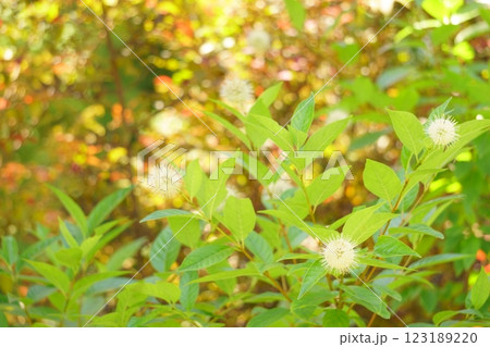 白くて丸い花　セファランサスシュガーシャック 123189220