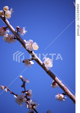 青空と梅の花の風景 123189460